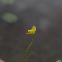 Utricularia gibba L.